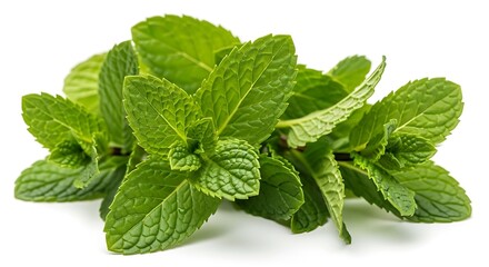 Fresh green mint leaves isolated on white background