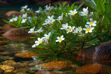 Delicate White Frangipani Flowers Reflecting on A Quiet Riverbank, a Tropical Floral Setting