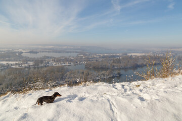 Chien teckel sur la C&ocirc;te des Deux-Amants, r&eacute;gion de l&rsquo;Eure en Normandie, paysage hivernal enneig&eacute; en hiver.
