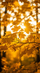Golden autumn leaves glow brightly as sunlight filters through the branches, creating a warm and vibrant scene.