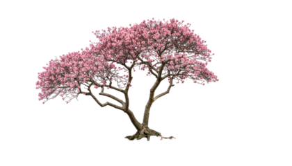 Small ornamental flowering tree with multiple slender trunks and blooming branches creating elegant natural shape, isolated on white background