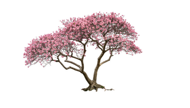 Small ornamental flowering tree with multiple slender trunks and blooming branches creating elegant natural shape, isolated on white background