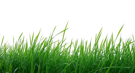 Fototapeta premium Fresh springtime green grass field nature scenic background on transparent background