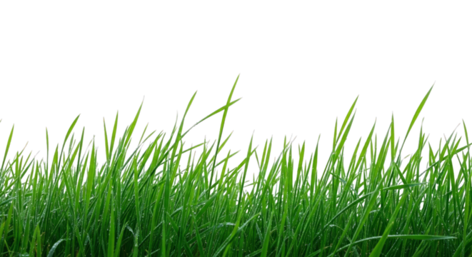 Fresh springtime green grass field nature scenic background on transparent background - Powered by Adobe