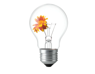 A vibrant orange and yellow flower blooms inside a clear lightbulb. The bulb is set against a black background