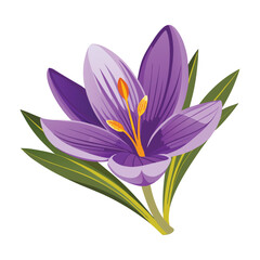Purple Crocus Bloom on White