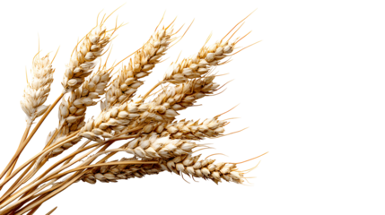 Golden wheat stalks with ripe grains isolated on transparent background