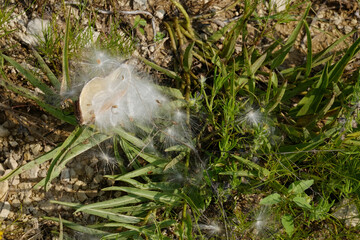Antelope horn milkweed plant with seeds dispersing in Texas environment
