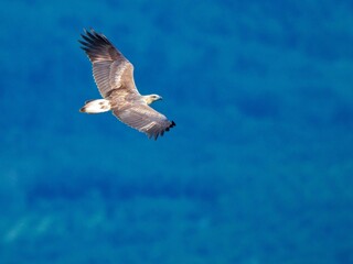 A White-bellied Sea-eagle in mid-flight. The focus is sharp on its fierce, concentrated gaze and formidable beak, migrating pass Khao Dinsor, Chumphon Thailand in November 2025