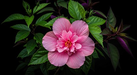 Close-up shot of a vibrant pink hibiscus flower surrounded by lush green leaves against black
