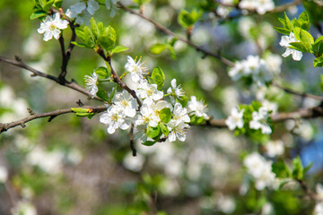 Cherry blossoms in the garden in spring. Selective focus.