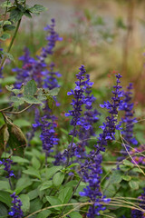 ブルーサルビア