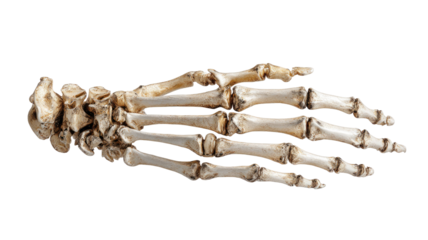  Realistic human skeleton hand with detailed bones and joints isolated on white background, anatomy illustration with precise structure and shading isolated on white background