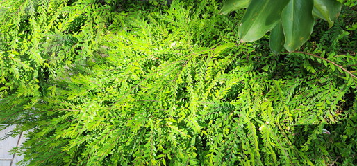 Weeping Willow, small green leaves. Scientific name: Salix babylonica Linn. mousetail plant or myrtle-leaf leaf-flower, shrub belonging to the genus Phyllanthus. Babylon Willow, Napoleon's Willow

