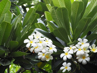 White plumeria flowers and yellow stamens.  White flowers frangipani blooming on tree in garden natural. Plumeria flowers 5 petals has light fragrance. Natural of flowers tropical exotic background. 

