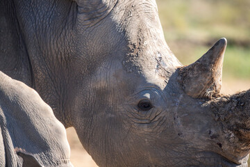 Close-up of a white rhino at Fossil Rim Wildlife Center in Texas, USA.