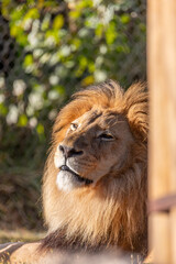 lion in the Fort Worth Zoo, Texas, USA.