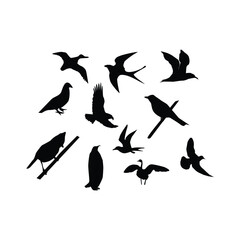 Fototapeta premium Collection of black bird silhouettes in various poses on white background Keywords: bird