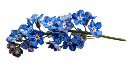 Close-up of forget-me-nots, vibrant blue flowers on stem,  isolated