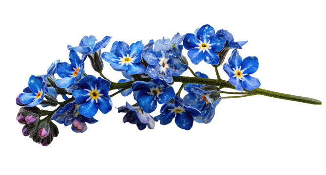 Close-up of forget-me-nots, vibrant blue flowers on stem, isolated