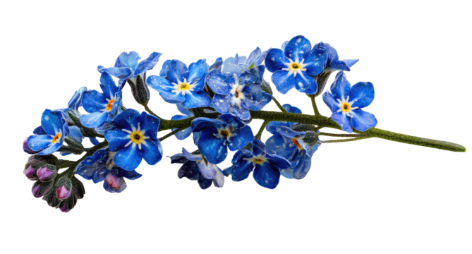 Close-up of forget-me-nots, vibrant blue flowers on stem,  isolated