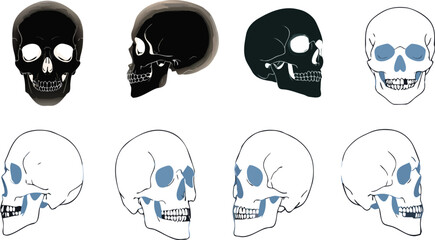 Fototapeta premium Human Skull Vector Set – Anatomical Bone Illustration Pack in Multiple Angles and Styles
