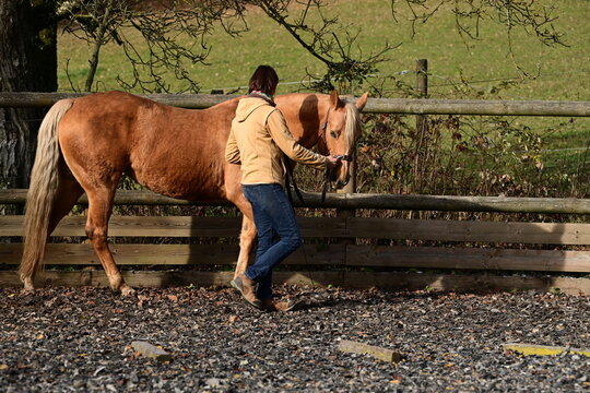 Bodenarbeit mit Pferd. Frau arbeitet mit sch&ouml;nem Pferd mit Kappzaum an der Hand im Freien