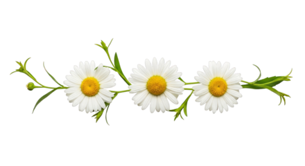 Three daisies floral arrangement spring summer design element on transparent background
