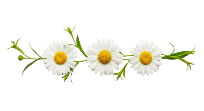 Three daisies floral arrangement spring summer design element on transparent background