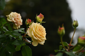 アイボリー色のバラ