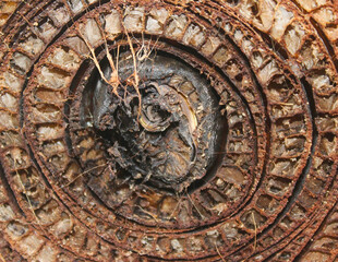 banana pseudostem slice macro with complex spiral fiber patterns. organic abstract background of brown rustic plant texture.
