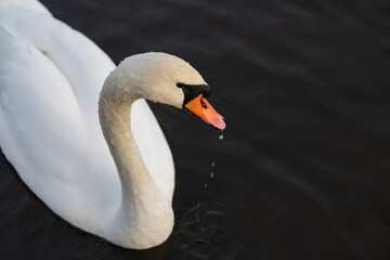 A close-up view of a white swan with water droplets on its neck as it lifts its head above the dark water, with drops falling from its orange beak.