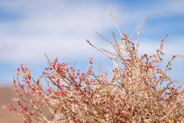Close-up of resilient desert vegetation with tiny pink flowers thriving in dry soil. Anabasis, desert shrubs with delicate pink blossoms growing in an arid landscape. 