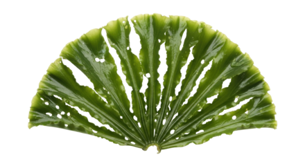 Isolated sea lettuce leaf with holes on plain background; culinary marine vegetable product