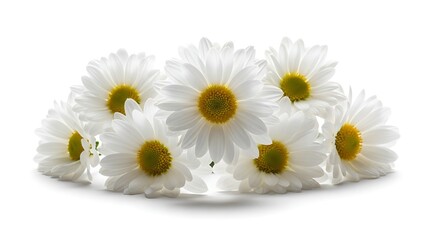 Obraz premium Cluster of white daisies with yellow centers