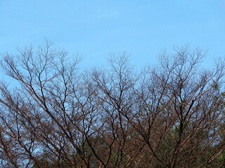 Bare branches on a bright sky background. Looking up at the sky through dry, leafless branches. Fallen leaves in autumn. disorderly branches. Blue sky and empty brown branches. Trees die from drought
