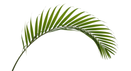 Isolated Tropical Palm Leaf Branch, Frond of Exotic Arecaceae Tree from Rainforest or Jungle