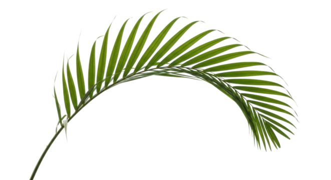 Isolated Tropical Palm Leaf Branch, Frond of Exotic Arecaceae Tree from Rainforest or Jungle
