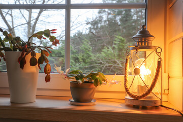 Blooming Christmas cactus on wooden windowsill with glowing lantern, cozy hygge interior in warm evening light, Scandinavian style, seasonal home decor for Advent, Christmas, New Year, Winter Solstice