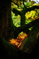 A golden sunshine arrangement of maple leaves sits on a mature tree trunk wrapped in green moss.