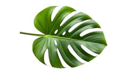 Isolated monstera deliciosa leaf for tropical design element on transparent background