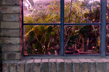 Looking through a vibrant plant-filled window at twilight in an urban greenhouse