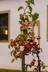 Bright red berries dangle from a delicate branch beside a white wall with arched windows in autumn's gentle embrace