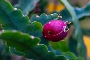 Bright purple fruit hangs from a green cactus leaf under gentle sunlight in a vibrant garden setting