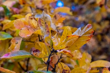 Autumn leaves shine in shades of yellow and orange against the soft light of a fading day in a tranquil forest setting