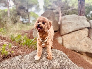 Adorable Small Fluffy Maltese or Poodle Mix Standing on Mountain Rock with Burr Seeds on Coat – Happy Outdoor Pet Portrait