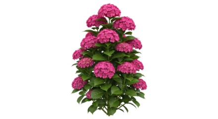 Isolated Hydrangea flower shrub blossom, pink head inflorescence, gardening flowering plant