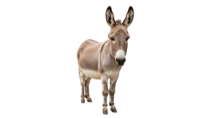 Isolated donkey standing calmly and looking forward with long, upright ears and soft colors