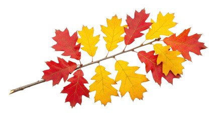 Isolated Red and Yellow Autumn Oak Leaves on a Twig, Fall Colors, Seasonal Foliage