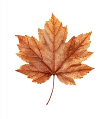 Fototapeta premium Isolated close-up of a vibrant brown maple leaf with intricate veins and a stem
